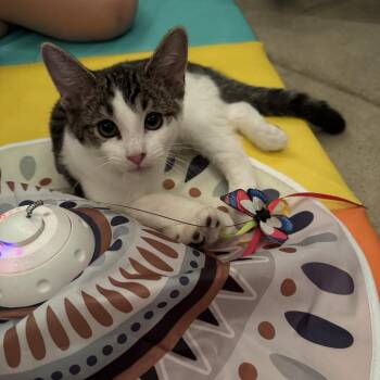 Lieutenant Louis Provenza -  Domestic Short Hair Cat for Adoption in Mount Laurel Township, New Jersey - Lieutenant Louis Provenza | PetCurious