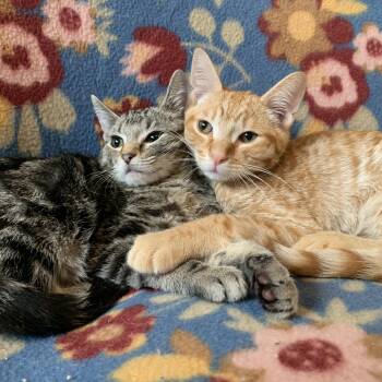 Rescue Domestic Short Hair Cats for Adoption in San Jose, California - Leon & Macho - BONDED PAIR | PetCurious