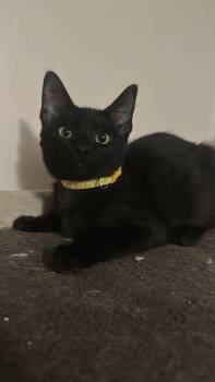 AJ -  Domestic Short Hair Cat for Adoption in Oklahoma City, Oklahoma - AJ | PetCurious