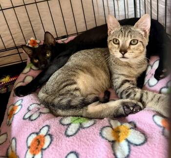 Kurt Enerny -  Domestic Short Hair Cat for Adoption in Syracuse, New York - Kurt Enerny | PetCurious