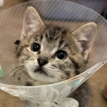 Velena -  Domestic Short Hair Cat for Adoption in Walnut Creek, California - Velena | PetCurious