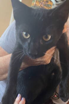 Rescue Domestic Short Hair Cats for Adoption in Mission Viejo, California - Breckenridge | PetCurious