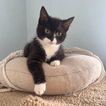 Maybelle (in Stevensville, MD) -  Domestic Short Hair Cat for Adoption - Maybelle (in Stevensville, MD) | PetCurious