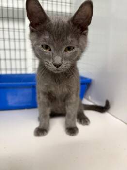 Huck -  Domestic Short Hair Cat for Adoption in St. Augustine, Florida - Huck | PetCurious