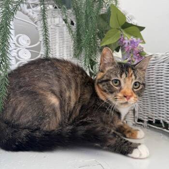 Noodle Ridge 56239 -  Domestic Short Hair Cat for Adoption in Eaton Rapids, Michigan - Noodle Ridge 56239 | PetCurious