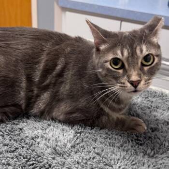 Pecos -  Domestic Short Hair Cat for Adoption in Titusville, Florida - Pecos | PetCurious