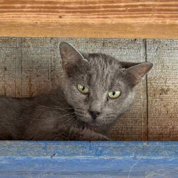 Rescue Russian Blue Cats for Adoption - Ash | PetCurious