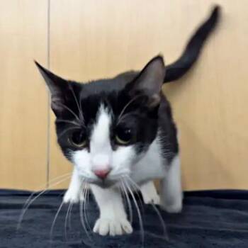 Mai -  Domestic Short Hair Cat for Adoption in Brentwood, Missouri - Mai | PetCurious