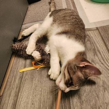 Domestic Short Hair Cats Available for Adoption - Florence | PetCurious