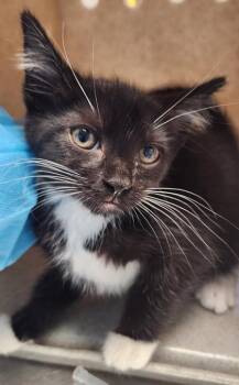 Purrlona -  Domestic Short Hair Cat for Adoption in Fairfax, Virginia - Purrlona | PetCurious