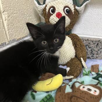 Rescue Domestic Short Hair Cats for Adoption in Yanceyville, North Carolina - Smoothie 25-1520 | PetCurious