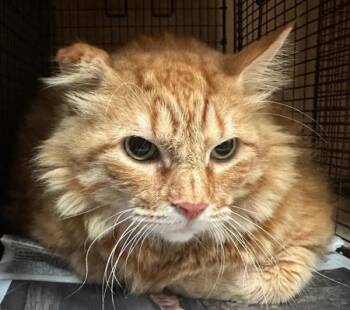 Raja -  Domestic Medium Hair Cat for Adoption in Austin, Texas - Raja | PetCurious
