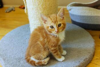 Persimmon -  Domestic Short Hair Cat Available for Adoption in Urbana, Ohio - Persimmon | PetCurious
