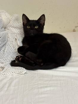 Yankee -  Domestic Short Hair Cat for Adoption in Rochester, Washington - Yankee | PetCurious