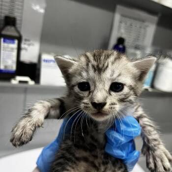 Noah -  Domestic Short Hair Cat for Adoption in Summerville, South Carolina - Noah | PetCurious