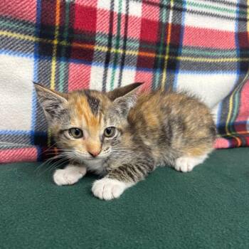 Tegan -  Domestic Short Hair Cat for Adoption in Long Beach, California - Tegan | PetCurious