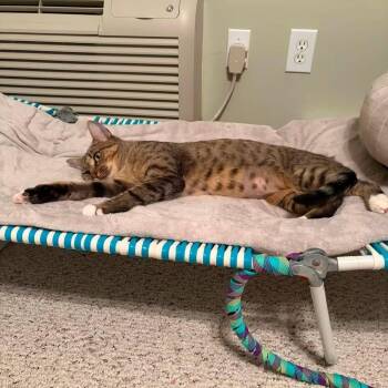 Jo -  Domestic Short Hair Cat for Adoption in Huntington, Massachusetts - Jo | PetCurious