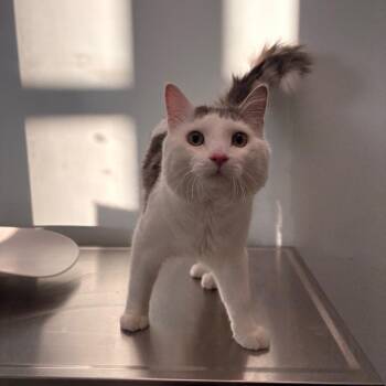 Domestic Medium Hair and Siamese Cats Available for Adoption - Hurairah | PetCurious