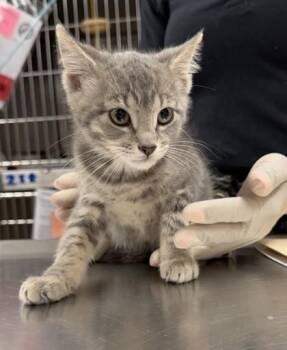 Pop -  Domestic Short Hair Cat for Adoption in Hamilton Township, New Jersey - Pop | PetCurious