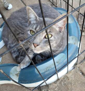 Rescue Domestic Short Hair Cats for Adoption in Toledo, Oregon - Meet Felicity – A Gentle Spirit With A Playful Heart | PetCurious