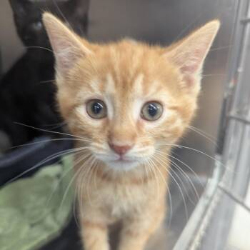 Domestic Short Hair Cats Available for Adoption in Evansville, Indiana - Petey | PetCurious