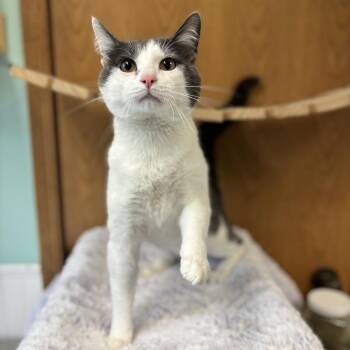 Dasani -  Domestic Short Hair Cat for Adoption in Fargo, North Dakota - Dasani | PetCurious