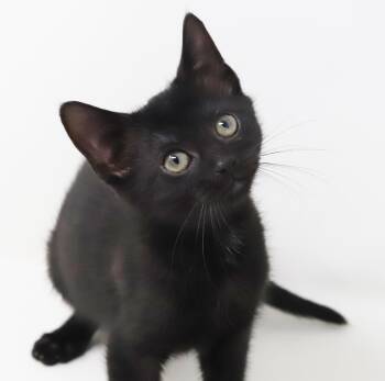 Delilah is a living baby doll - Tiny preciousness -  Bombay Cat for Adoption in Bedford Hills, New York - Delilah Is A Living Baby Doll - Tiny Preciousness | PetCurious