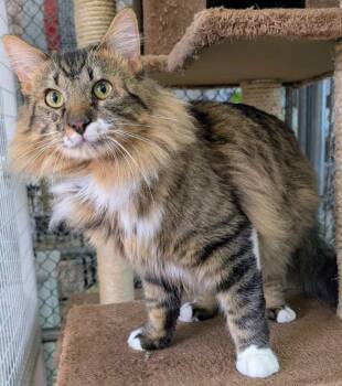 Domestic Medium Hair Cats Available for Adoption - Obsidian | PetCurious