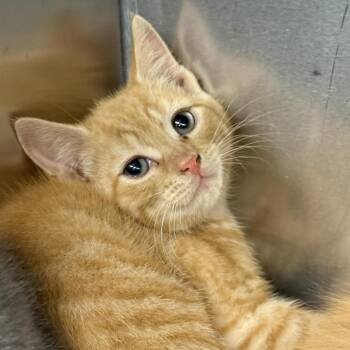 Domestic Short Hair Cats Available for Adoption in Martinsville, Virginia - Queso | PetCurious