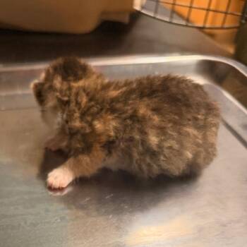 Daphne Bridgerton -  Domestic Short Hair Cat for Adoption in Chattanooga, Tennessee - Daphne Bridgerton | PetCurious