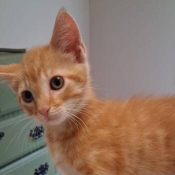 Hash Brown Hank Pine -  Domestic Short Hair Cat for Adoption in Cartersville, Georgia - Hash Brown Hank Pine | PetCurious