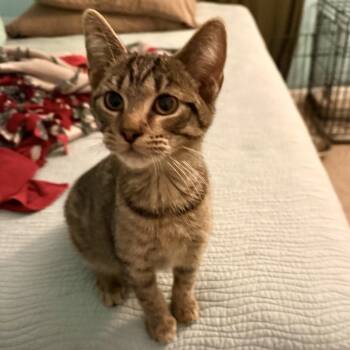 Rescue Domestic Medium Hair Cats for Adoption in Monroe, Michigan - Prince Jack | PetCurious