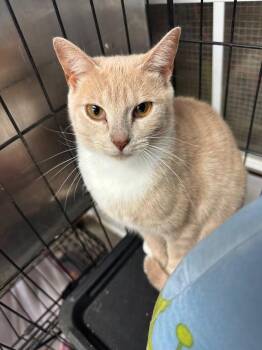 Tatianya -  Domestic Short Hair and Tabby Cat for Adoption in Columbia, South Carolina - Tatianya | PetCurious
