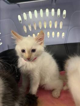 *ELF -  Domestic Short Hair Cat for Adoption in Woodland, California - *ELF | PetCurious