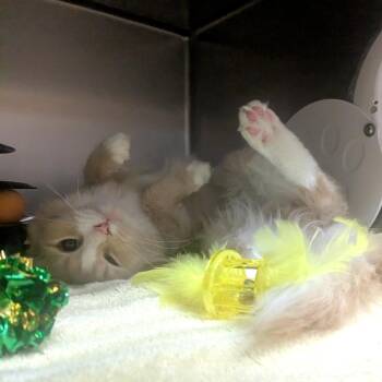 Domestic Medium Hair Cats Available for Adoption in Providence, Rhode Island - Bop-it | PetCurious