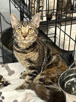 Rescue Torbie Cats for Adoption in Lampasas, Texas - Lynx | PetCurious