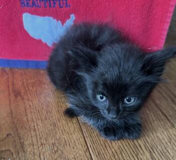 Georg -  Domestic Medium Hair Cat for Adoption in Poplar Grove, Illinois - Georg | PetCurious
