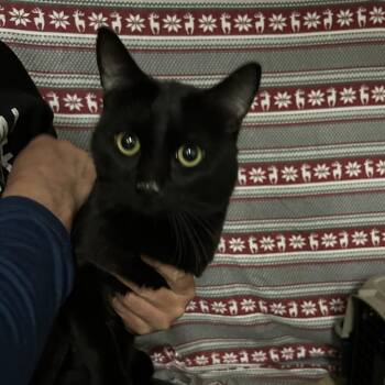 Texas -  Domestic Short Hair Cat for Adoption in Hemet, California - Texas | PetCurious
