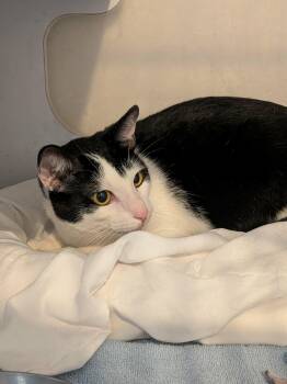 Domino -  Domestic Short Hair Cat for Adoption in West Palm Beach, Florida - Domino | PetCurious