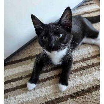 Humphrey (and Bogart) -  Tuxedo and Domestic Short Hair Cat for Adoption in Tulsa, Oklahoma - Humphrey (and Bogart) | PetCurious