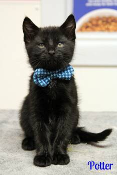 Domestic Short Hair Cats Available for Adoption in Vinton, Iowa - Potter | PetCurious