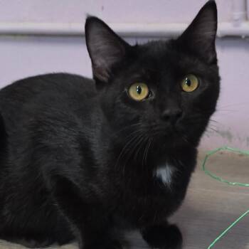 Miranda Bailey -  Domestic Short Hair Cat for Adoption in Grinnell, Iowa - Miranda Bailey | PetCurious