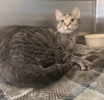 Jaylsa -  Domestic Short Hair Cat for Adoption in Columbus, Nebraska - Jaylsa | PetCurious