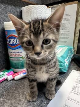 Seth aka Sam -  Domestic Short Hair Cat for Adoption in Dyersburg, Tennessee - Seth Aka Sam | PetCurious