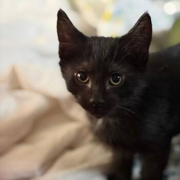 Hoover Dam Problem C11195 -  Domestic Short Hair Cat Available for Adoption - Hoover Dam Problem C11195 | PetCurious