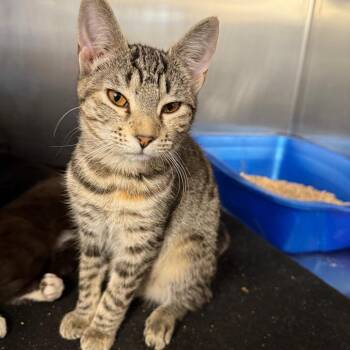 Cornelia -  Domestic Medium Hair Cat for Adoption in Spokane, Washington - Cornelia | PetCurious