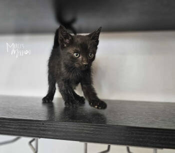 Rescue Domestic Short Hair Cats for Adoption in Spokane, Washington - Eleven | PetCurious