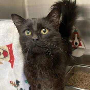 Dim Sum -  Domestic Short Hair Cat for Adoption in Enfield, New Hampshire - Dim Sum | PetCurious