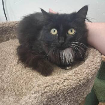 Domestic Long Hair Cats Available for Adoption - Hecate | PetCurious