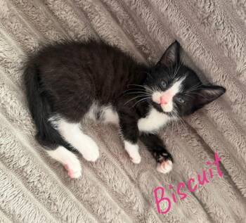 Biscuit -  American Shorthair Cat for Adoption in Rochester, New York - Biscuit | PetCurious
